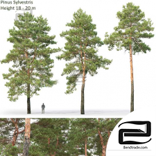 Pinus Sylvestris Trees 07