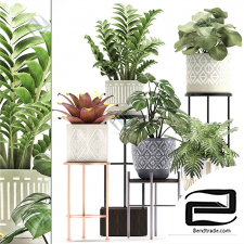 Indoor plants 66
