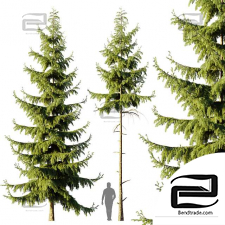 Pine Spruce Trees