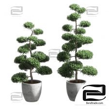 Trees Bonsai Trees with spherical branches