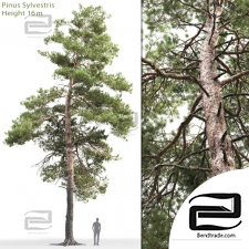 Trees Trees Scots pine 62