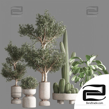 Indoor plants 38