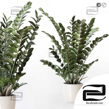 Amazing plant Zamioculcas in white vase