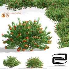 Red lapchatka bushes