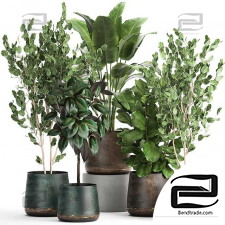 Indoor plants Collection 128