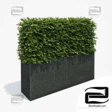 Bushes Hedge in black planter