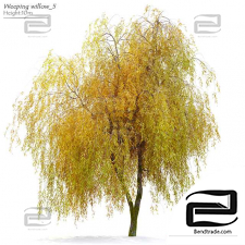 Weeping willow Trees