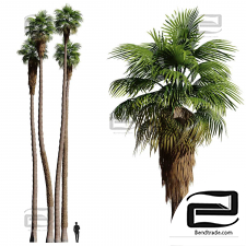 Washingtonia palms trees