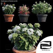 Hydrangea Outdoor Plants