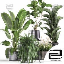 Indoor plants Collection 76