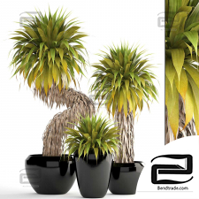 Indoor plants of Yucca Elata