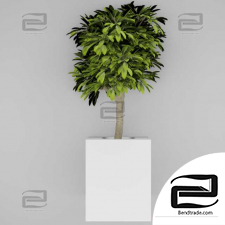 Indoor tree plants