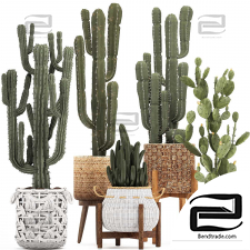 Cacti indoor plants in baskets