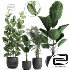 Indoor plants set 715