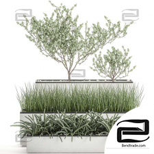 Outdoor plants collection 655