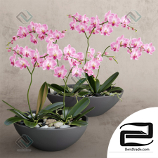 Orchid Orchid 35