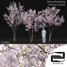 Trees Cherry flowering Trees