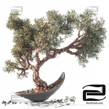 Indoor plants Olive Tree 14