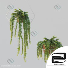 Donleytail Plants