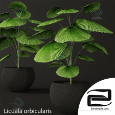 Licuala orbicularis plants