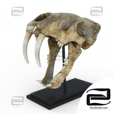 Skull of a saber - toothed tiger
