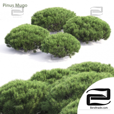 Bushes Pinus Mugo