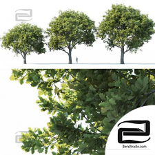 Common oak trees 07