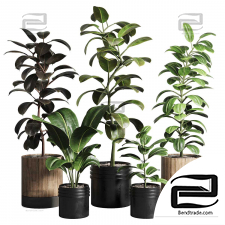 Indoor plants ficus rubbery