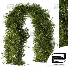 Arch outdoor plants