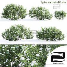 Spirea betulifolia bushes