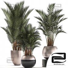 Indoor plants Set of palm trees