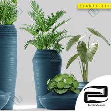 Plants Plants 34