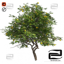 Trees Trees Lemon