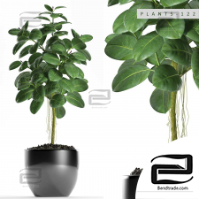 Ficus indoor plants