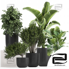 Indoor plants set 927