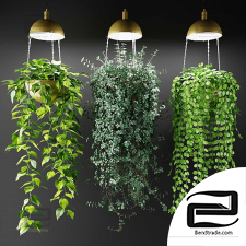 Indoor plants in flower pots with lamps