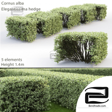 Bushes Cornus Alba Elegantissima hedge