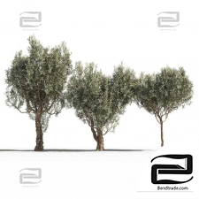 Olive Trees 03