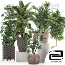 Indoor plants Collection 23