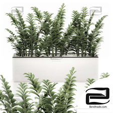 Indoor plants Zamioculcas