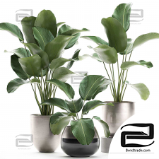 Indoor plants of Calathea lutea