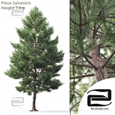 Trees Trees Scots pine 04