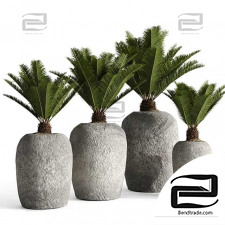 Outdoor plants RH Cantera Sago Palm