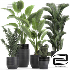 Indoor exotic plants