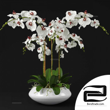 Indoor plants Orchid 04