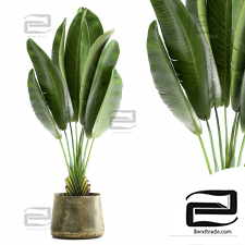 Ravenala Houseplants