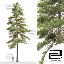 Trees Trees Scots pine 59