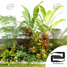 Street plants Palm composition
