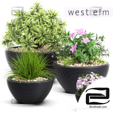 Street plants Street plants westelm