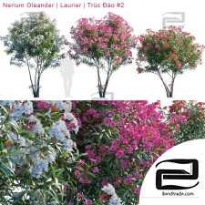 Trees Trees Nerium Oleander